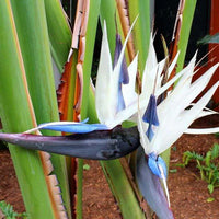 Weiß Bird Paradise Blumensamen zur Aussaat sonnenliebend Traditionssorte & ohne Gentechnik Samen Hausgarten