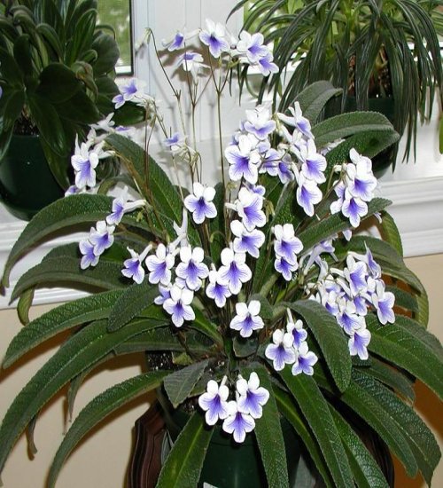 Streptocarpus Blumensamen zur Aussaat Anzucht Traditionssorte & ohne Gentechnik Samen Hausgarten