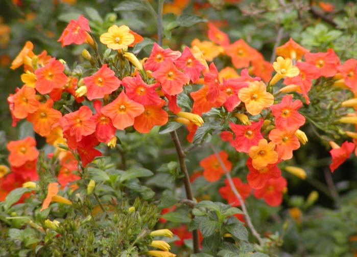 Streptosolen Blumensamen zur Aussaat Wildblume Mischung Traditionssorte & ohne Gentechnik Samen Hausgarten