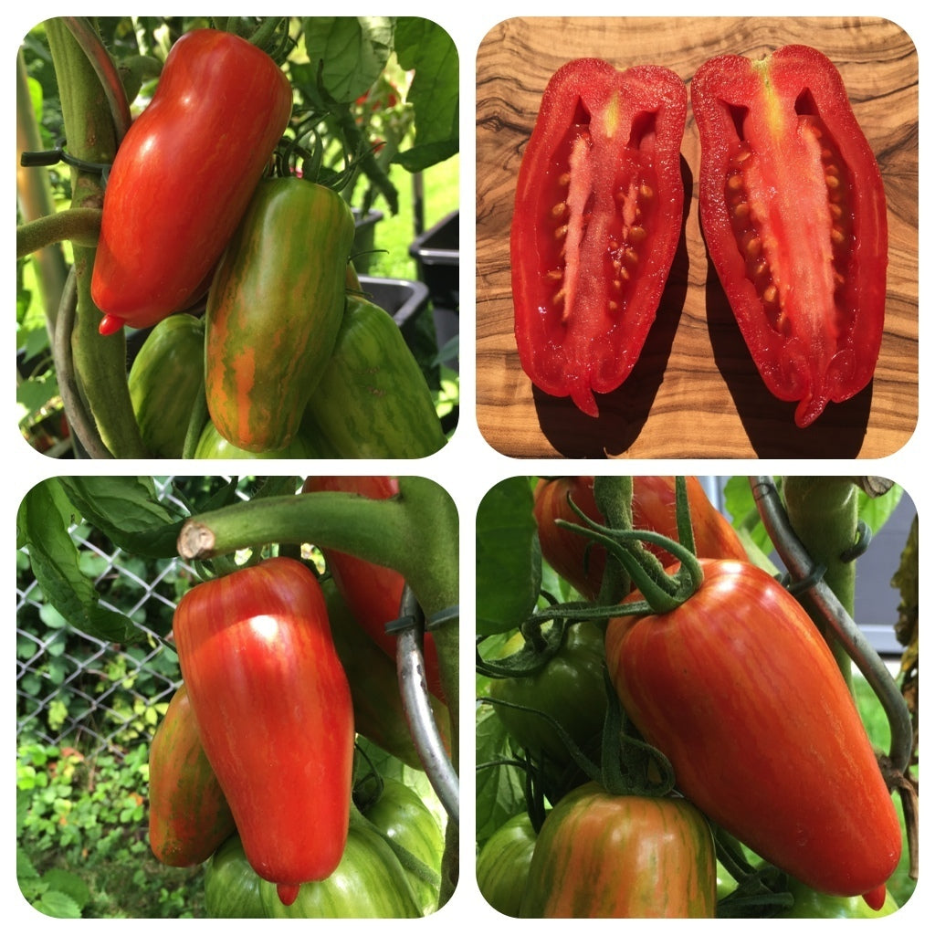 Rot Speckle Tomate Samen for Gemüse Planting