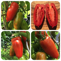 Rot Speckle Tomate Samen for Gemüse Planting
