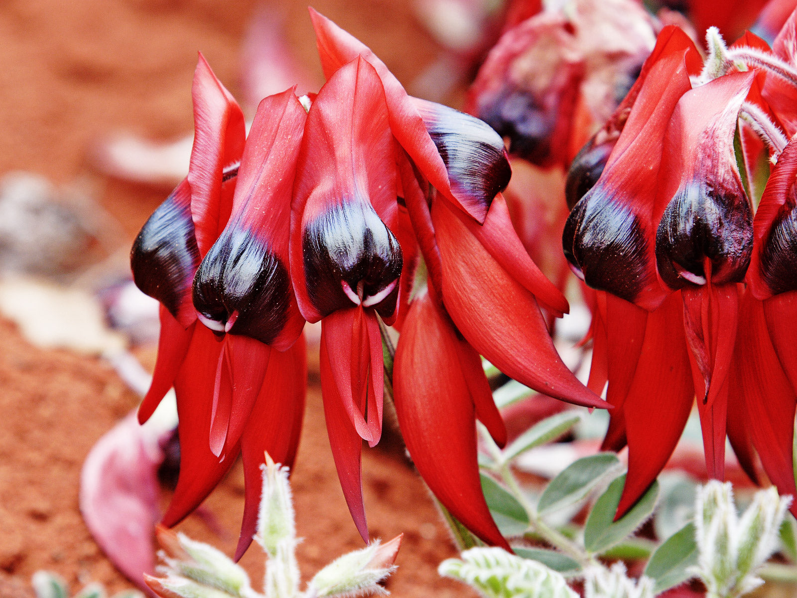 Sturt's Rot Blumensamen zur Aussaat – leuchtend Blüten für Ihren Garten