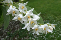 Weiß Snowbells Blumensamen zur Aussaat – Bestäuber freundlich – Traditionssorte & ohne Gentechnik Samen Hausgarten