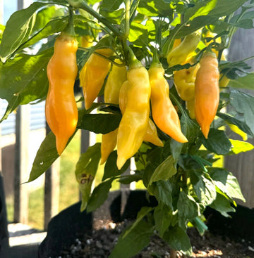 Sugar Rush Peach Pepper Gemüse Samen zum Pflanzen