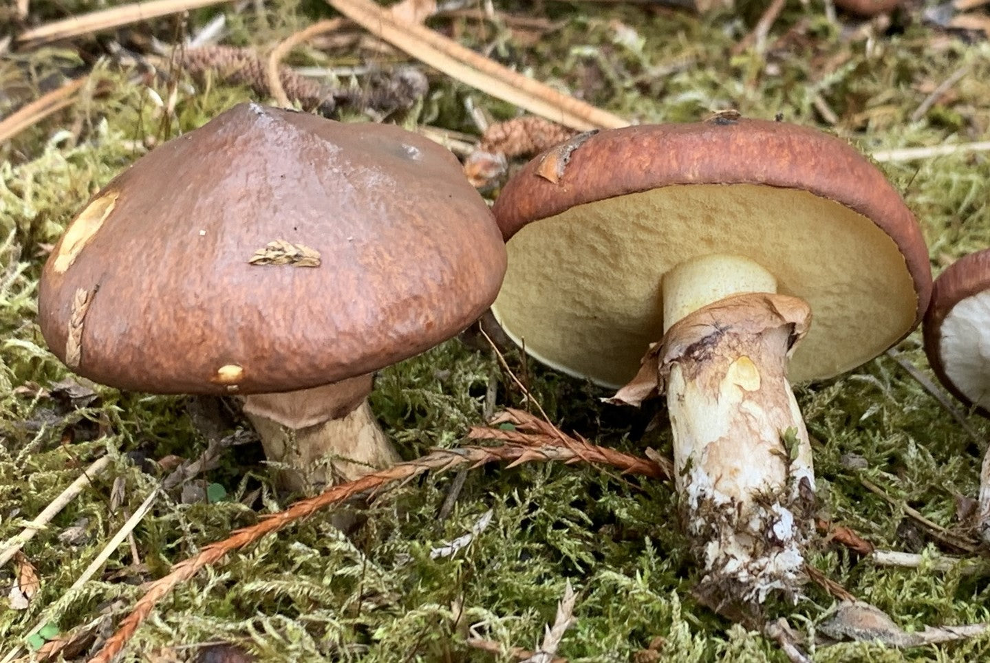 Mycelium Spawn Gemüsesamen für einfache Aussaat