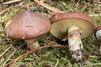 Mycelium Spawn Gemüsesamen für einfache Aussaat