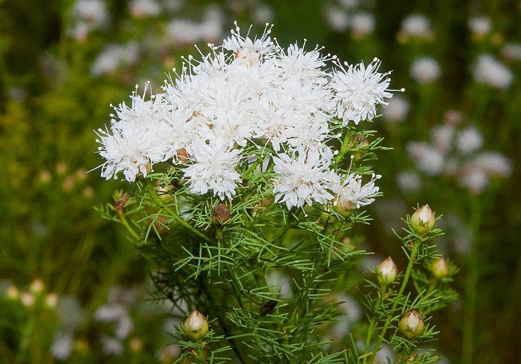 Sommer Farewell Blumensamen zur Aussaat pflegeleicht Traditionssorte & ohne Gentechnik Samen Hausgarten