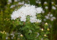 Sommer Farewell Blumensamen zur Aussaat pflegeleicht Traditionssorte & ohne Gentechnik Samen Hausgarten
