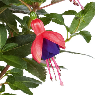 dunkel Blau Rot Fuchsie Blumensamen zur Aussaat duftend Blüten Traditionssorte & ohne Gentechnik Samen Hausgarten