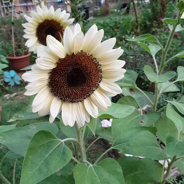 Weiß Sonnenblume Samen zur Aussaat
