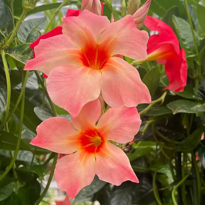 Mandevilla Orange Blumensamen leuchtend Garten Aussaat