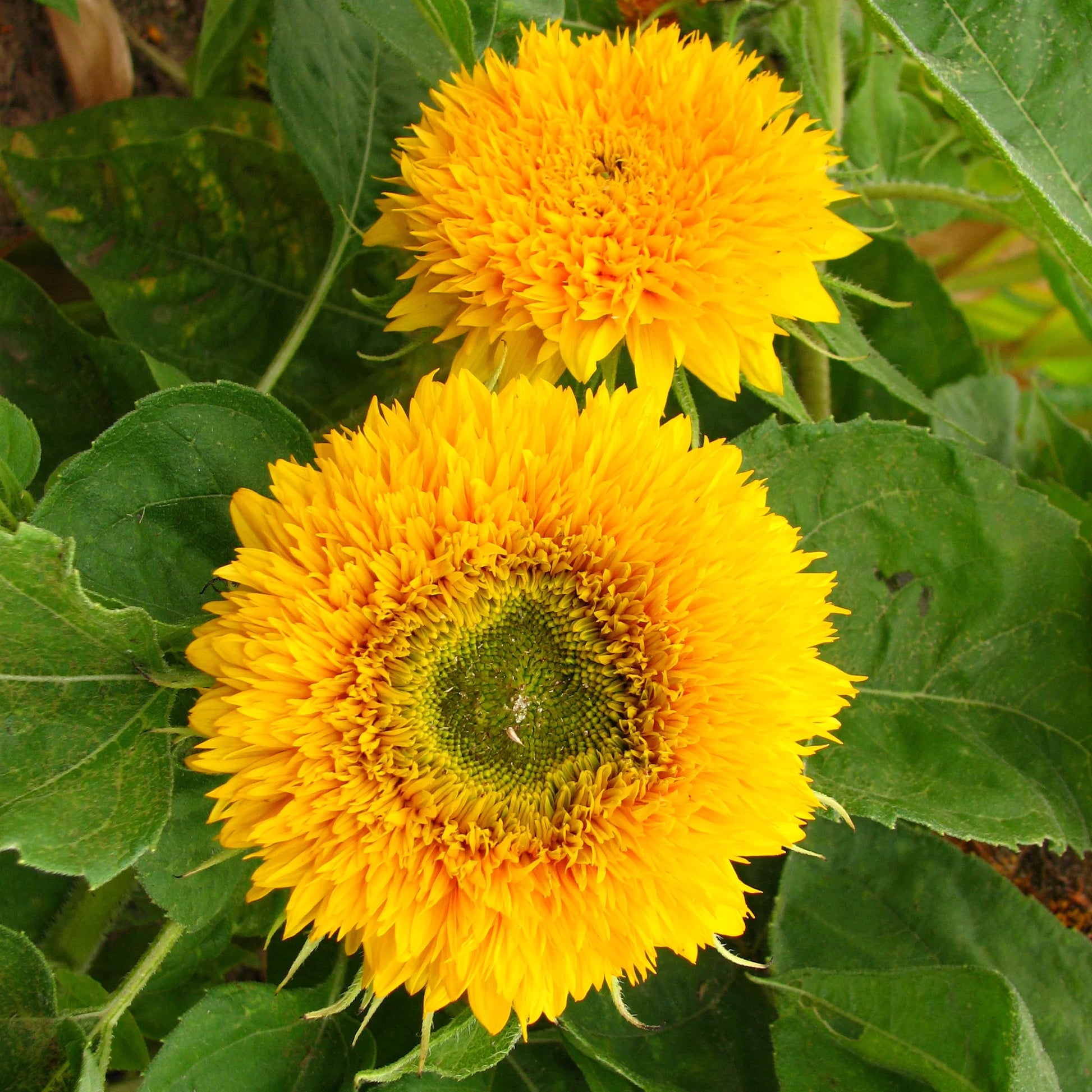 High germination gelb teddy sunflower samen