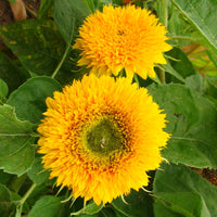 High germination gelb teddy sunflower samen