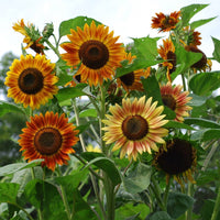 Non gmo braun sunflower samen for gardening