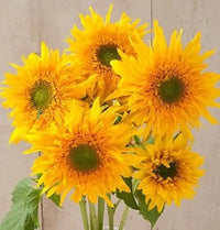 Non gmo gelb sunflower samen
