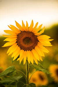 Ornamental gelb sunflower samen for landscapes