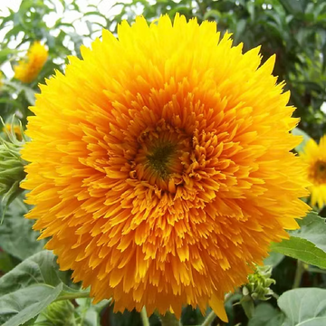 Ornamental gelb teddy sunflower samen for landscapes