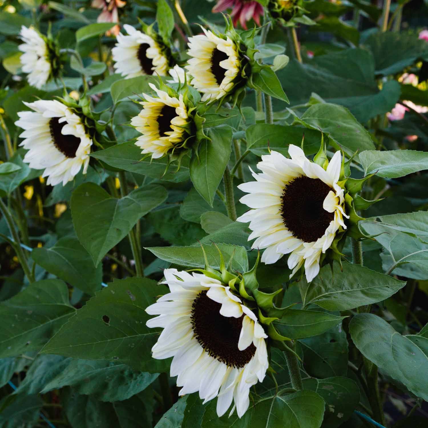 Weiß Sonnenblume Blumensamen zur Aussaat – saisonal Dauerblüher – Traditionssorte & ohne Gentechnik Samen Hausgarten