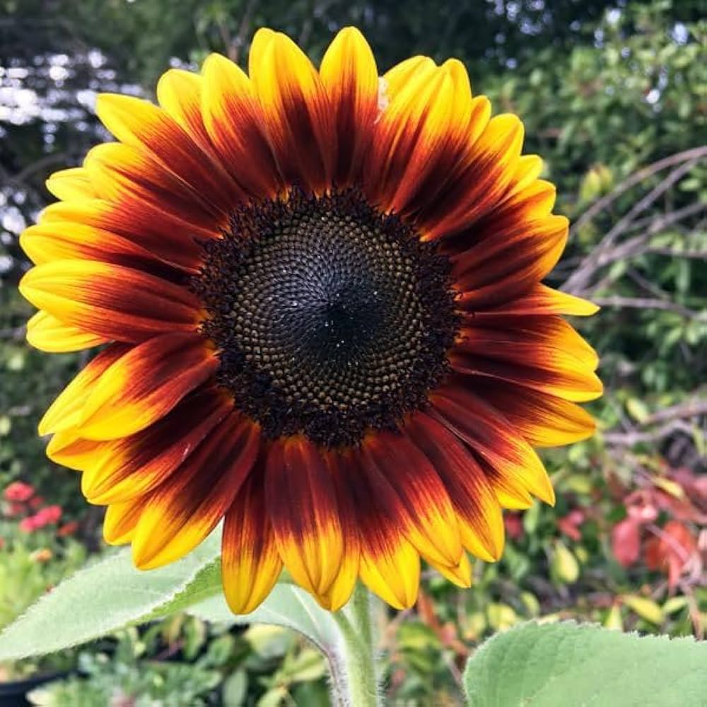Braun sunflower samen for anpflanzung