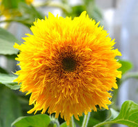 Teddy Sonnenblume Blumensamen zur Aussaat sonnenliebend Traditionssorte & ohne Gentechnik Samen Hausgarten