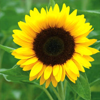 Gelb sunflower flowering samen for gardens