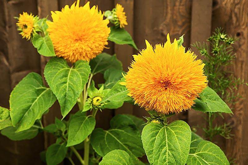 Gelb teddy sunflower flowering samen for gardens