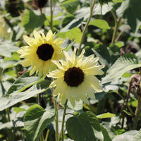 Sunflower (sunflower buttercream) samen for anpflanzung in home garten