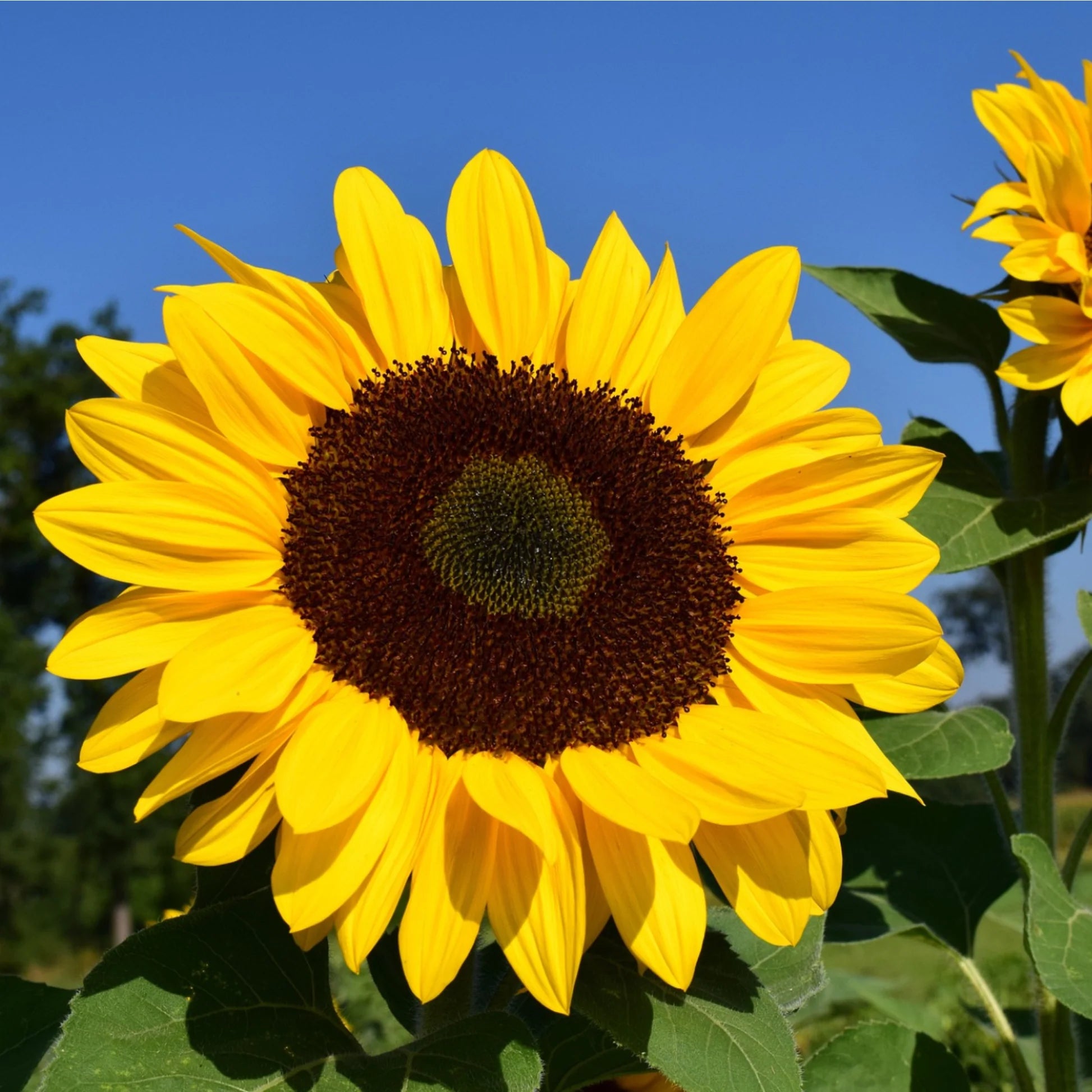 Sonnenblume Samen zur Aussaat Wildblume Mischung Traditionssorte & ohne Gentechnik Samen Hausgarten