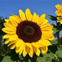 Sonnenblume Samen zur Aussaat Wildblume Mischung Traditionssorte & ohne Gentechnik Samen Hausgarten
