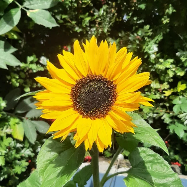 Skyscraper (skyscraper sunflower) samen for anpflanzung in home garten