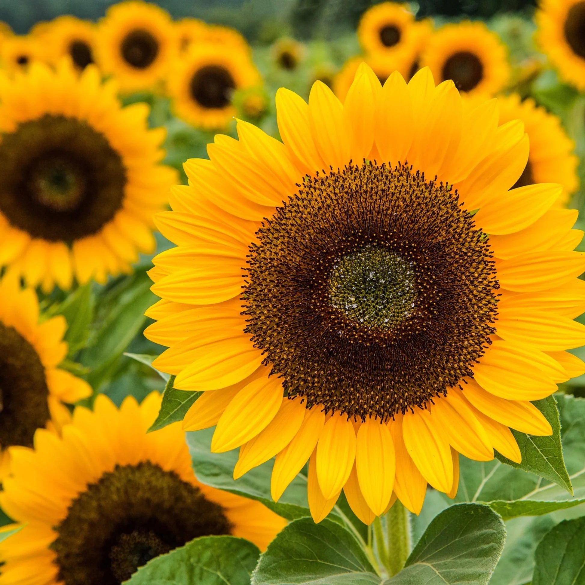 Sonnenblume Samen zur Aussaat Wildblume Mischung Traditionssorte & ohne Gentechnik Samen Hausgarten