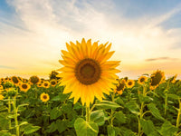 Sunflower (sunflower blume) samen for anpflanzung in home garten