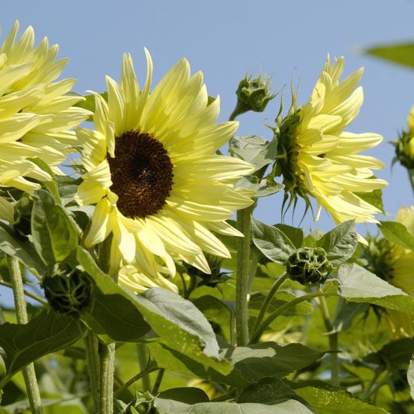 Sonnenblume Buttercream Blumensamen zur Aussaat leuchtend Blüten Traditionssorte & ohne Gentechnik Samen Hausgarten