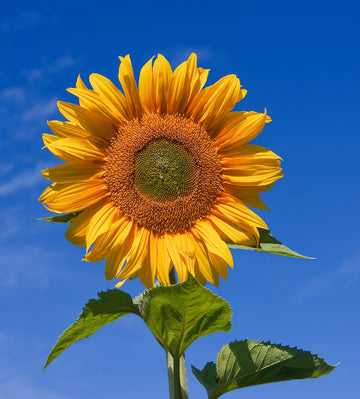 Sonnenblume Samen zur Aussaat hochwertige Qualitäts- Traditionssorte & ohne Gentechnik Samen Hausgarten