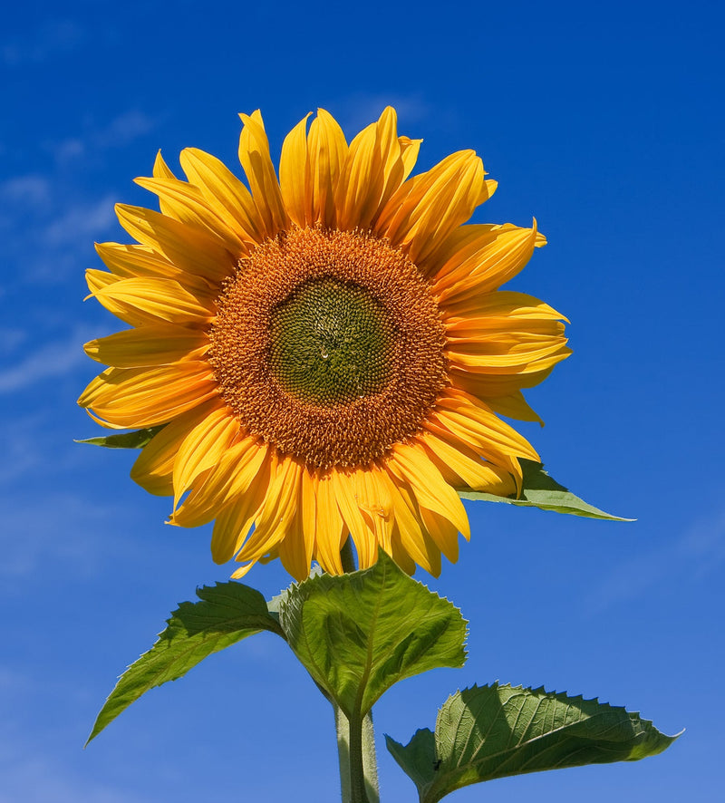 Sonnenblume Samen zur Aussaat hochwertige Qualitäts- Traditionssorte & ohne Gentechnik Samen Hausgarten