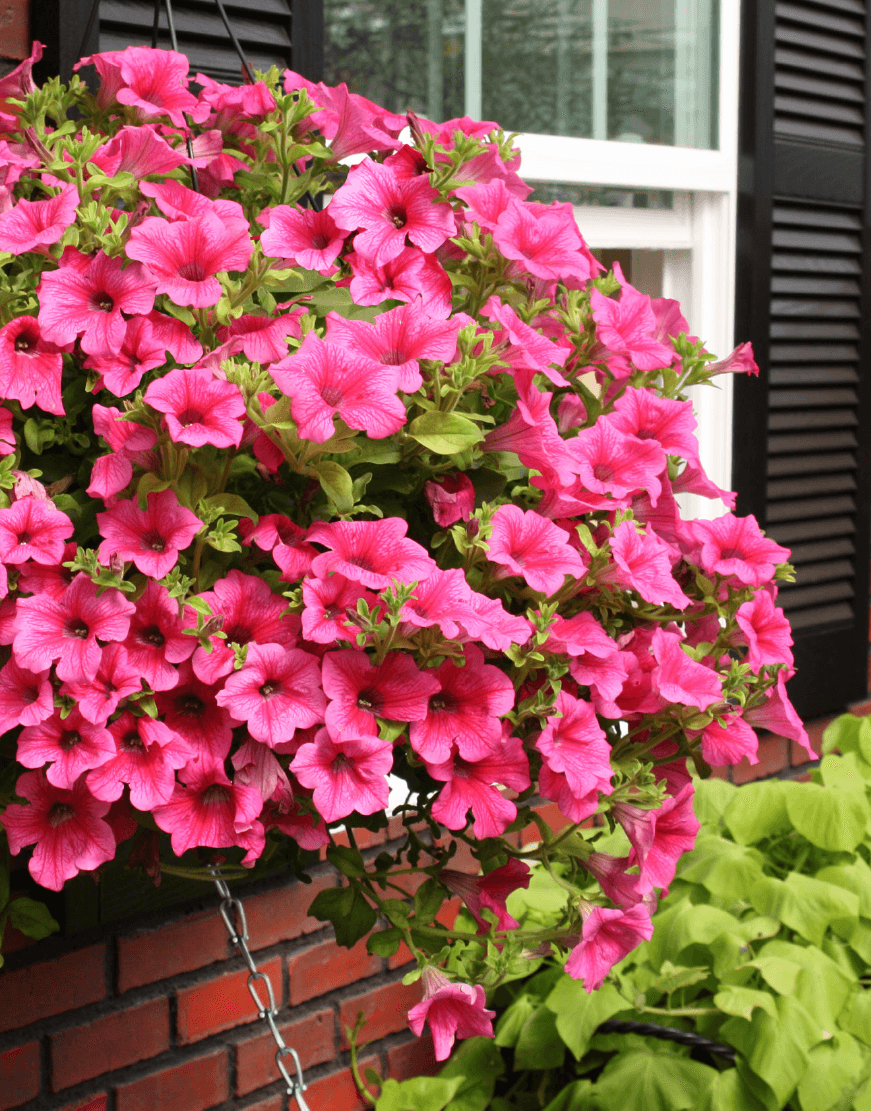 Traditionssorte Surfinia Blumensamen zur Aussaat sonnenliebend Traditionssorte & ohne Gentechnik Samen Hausgarten