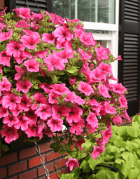 Traditionssorte Surfinia Blumensamen zur Aussaat sonnenliebend Traditionssorte & ohne Gentechnik Samen Hausgarten
