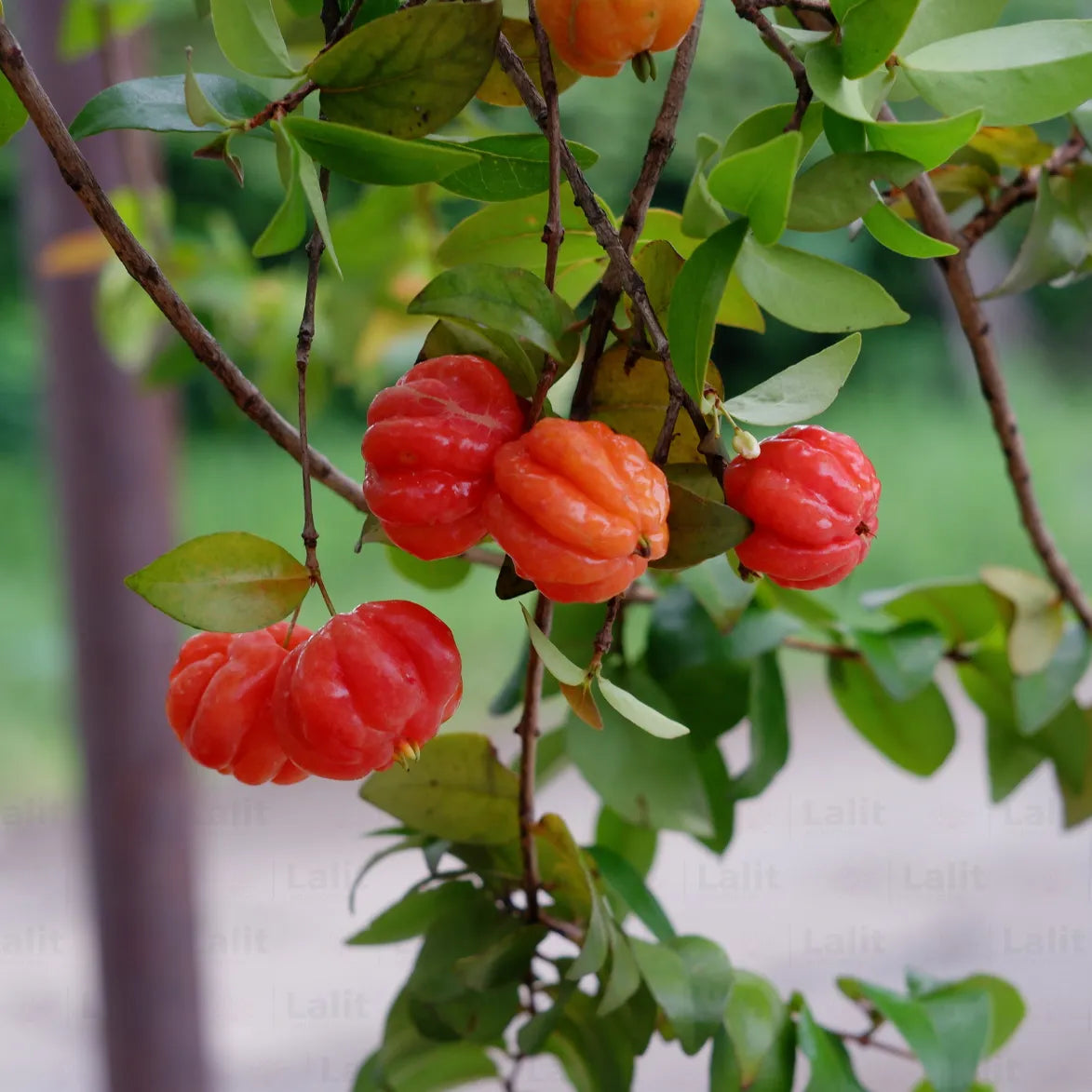 Surinam Fruit Samen zur Aussaat – exotisch Berry Strauch Samen