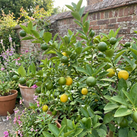 Suesslimetten Samen Citrus limetta