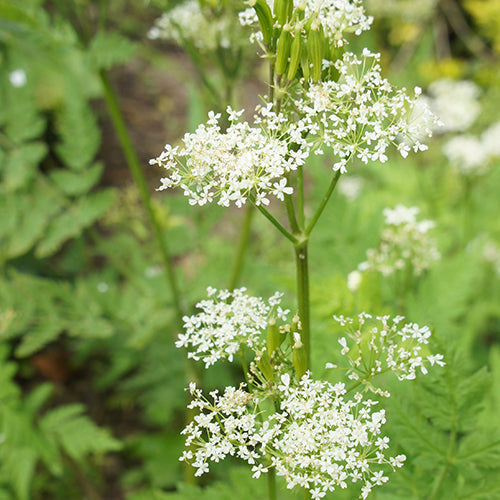 Sweet cicely aromatic herbal pflanze