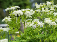 Non gmo sweet cicely samen