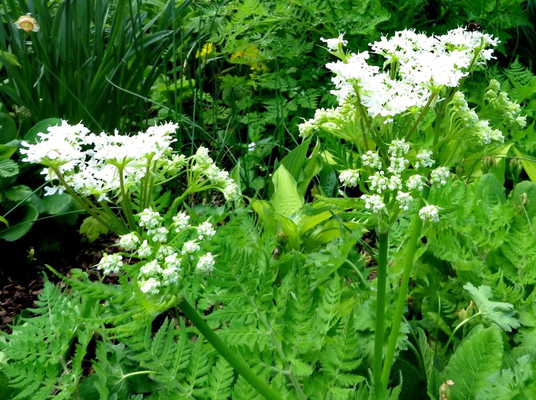 Ornamental sweet cicely herb pflanze