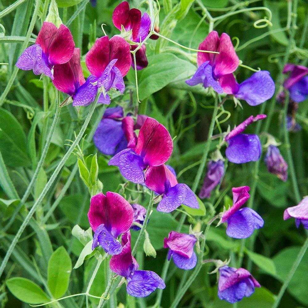 Wicke Blumensamen Aussaat – Samen elegant Blüten und duftend Vines Garten