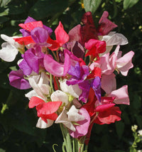 Pea Blumensamen zur Aussaat leuchtend Blüten Traditionssorte & ohne Gentechnik Samen Hausgarten