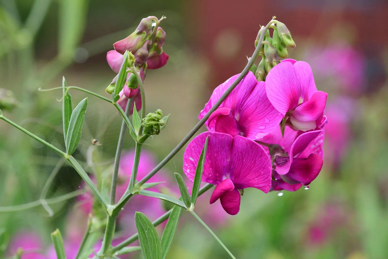 Wicke Blumensamen Aussaat – Samen elegant Blüten und duftend Vines Garten