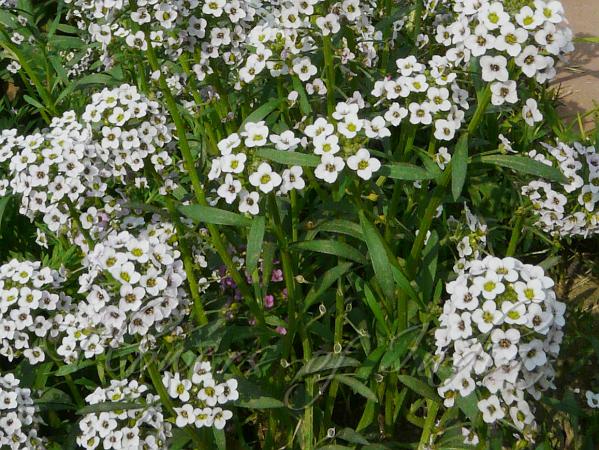 Gemischt Lobularia Blumensamen zur Aussaat Halbschatten verträglich Traditionssorte & ohne Gentechnik Samen Hausgarten