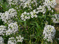 Gemischt Lobularia Blumensamen zur Aussaat Halbschatten verträglich Traditionssorte & ohne Gentechnik Samen Hausgarten