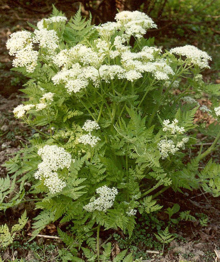 Traditionssorte Sweet Cicely Blumensamen zur Aussaat saisonal Dauerblüher Traditionssorte & ohne Gentechnik Samen Hausgarten