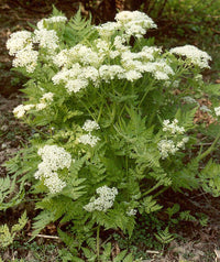 Traditionssorte Sweet Cicely Blumensamen zur Aussaat saisonal Dauerblüher Traditionssorte & ohne Gentechnik Samen Hausgarten