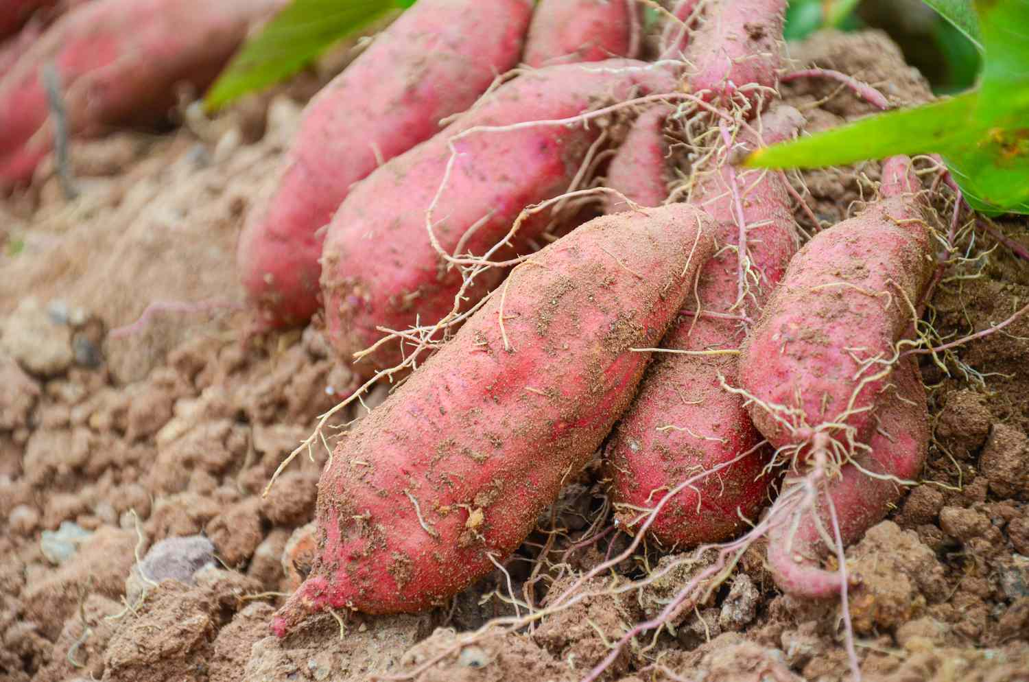 Süßkartoffel Ipomoea batatas Gemüse Samen zum Pflanzen in Gemüse Patch